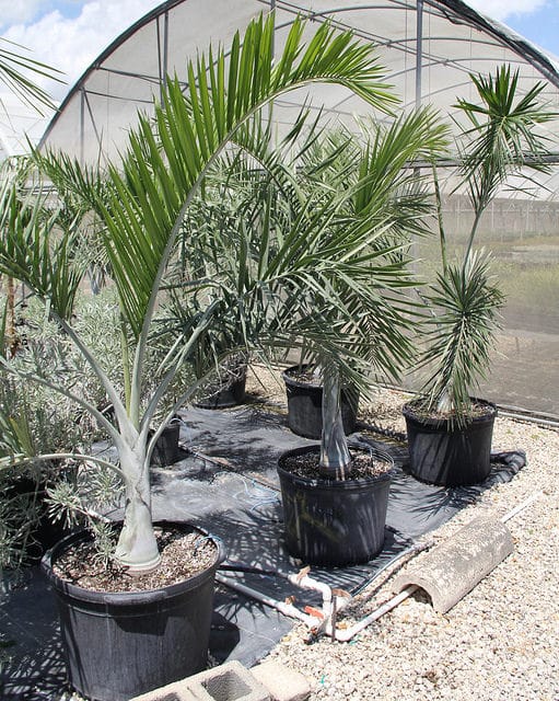 Pseudophoenix sargentii