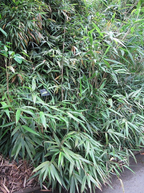 Bambou flèche (Pseudosasa japonica)