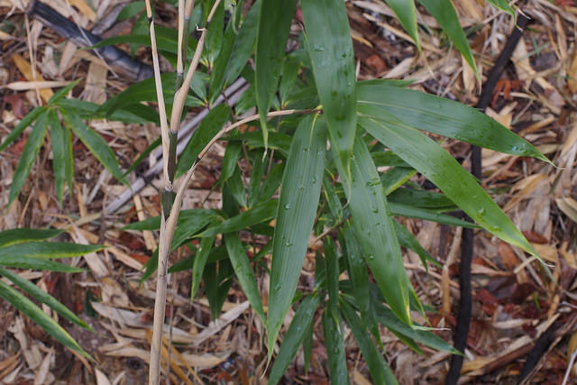 Bambou flèche
