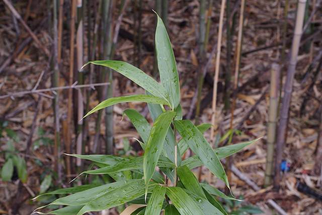 Bambou flèche