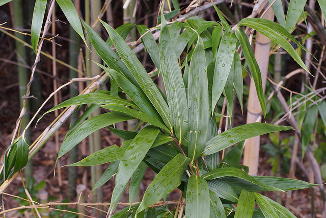 Bambou flèche