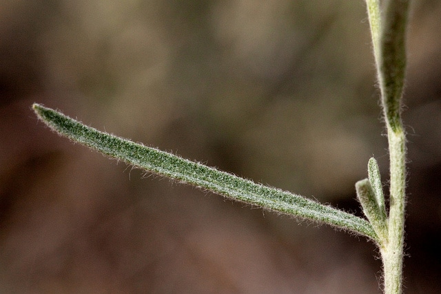 Psilostrophe cooperi