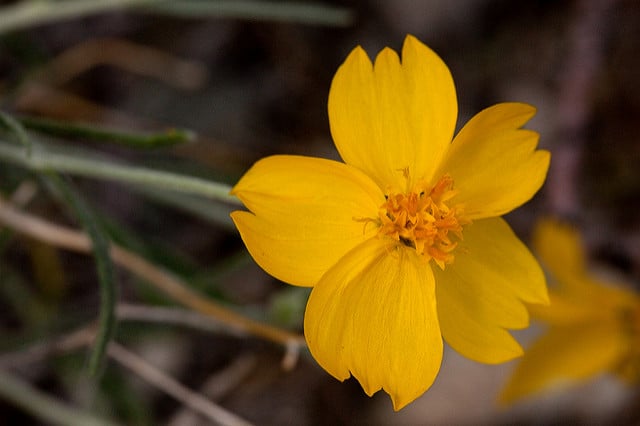 Psilostrophe cooperi