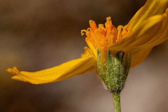Psilostrophe cooperi