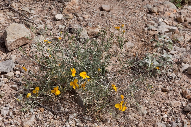 Psilostrophe cooperi