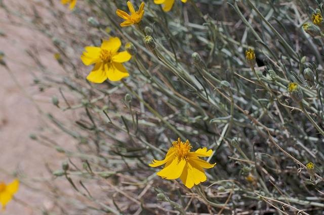 Psilostrophe cooperi (Psilostrophe cooperi)