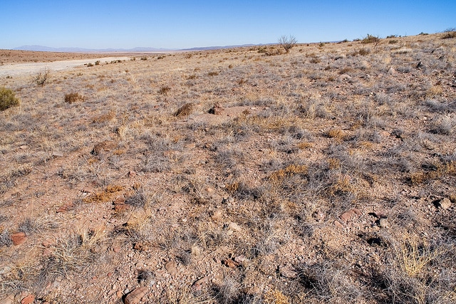 Psilostrophe tagetina