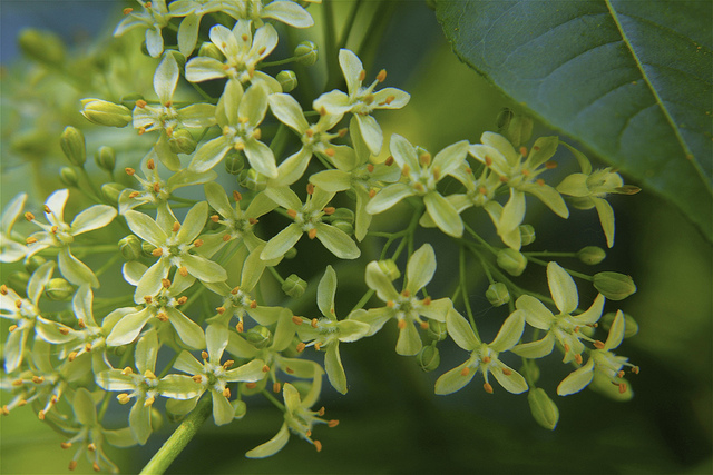 Orme de samarie (Ptelea trifoliata)