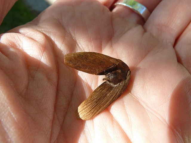 Pterocarya stenoptera