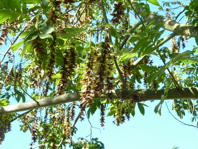 Pterocarya stenoptera