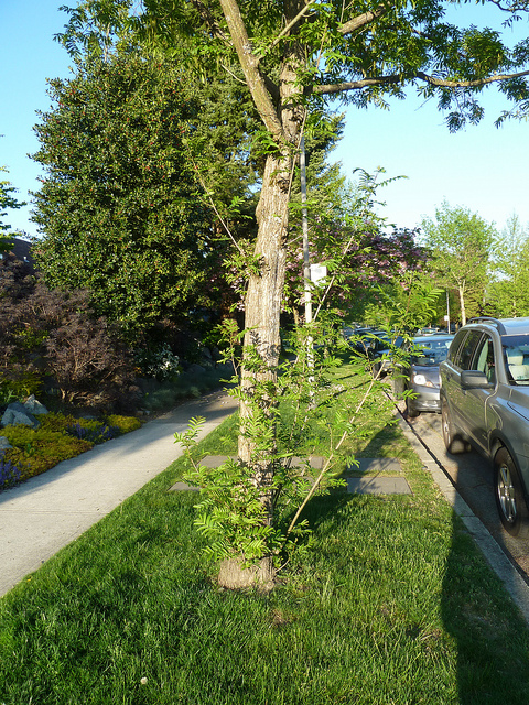 Pterocarya stenoptera