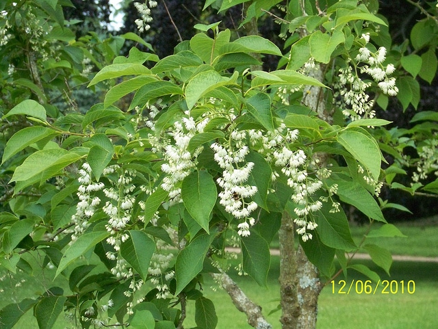 Pterostyrax corymbosus (Pterostyrax corymbosa)