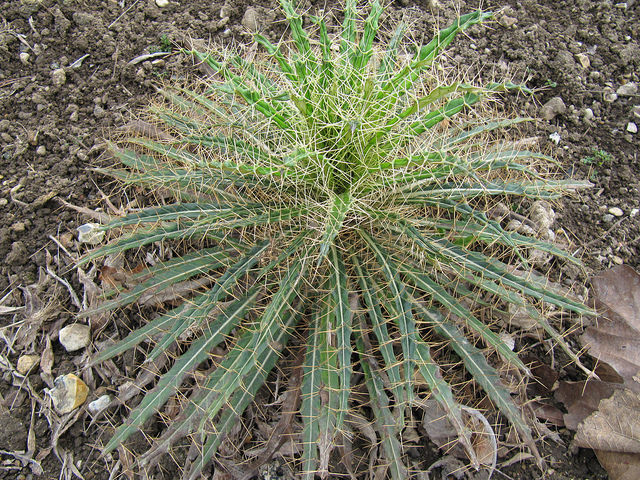 Chardon de casabona (Ptilostemon casabonae)