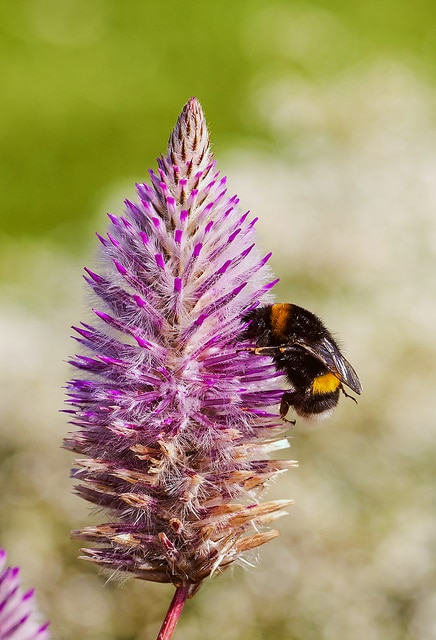 Ptilotus exaltatus