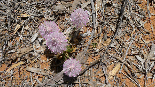 Ptilotus exaltatus