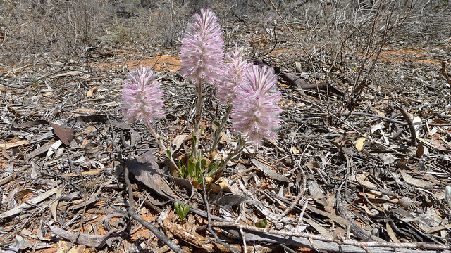 Ptilotus exaltatus