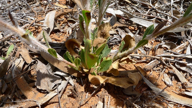 Ptilotus exaltatus