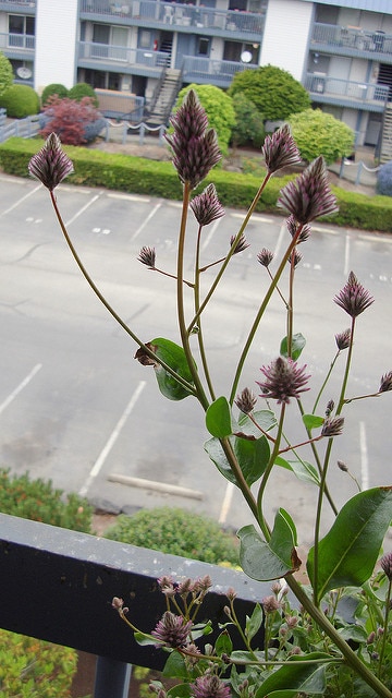 Ptilotus exaltatus