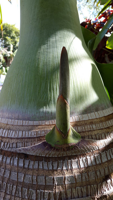 Ptychosperma elegans