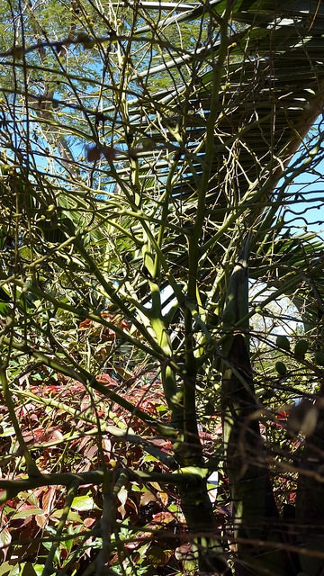 Ptychosperma elegans