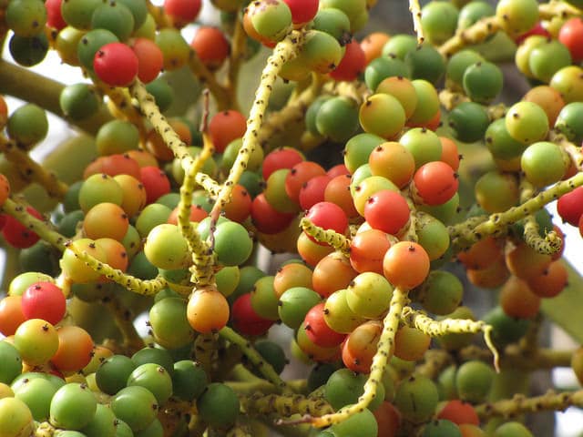 Ptychosperma elegans