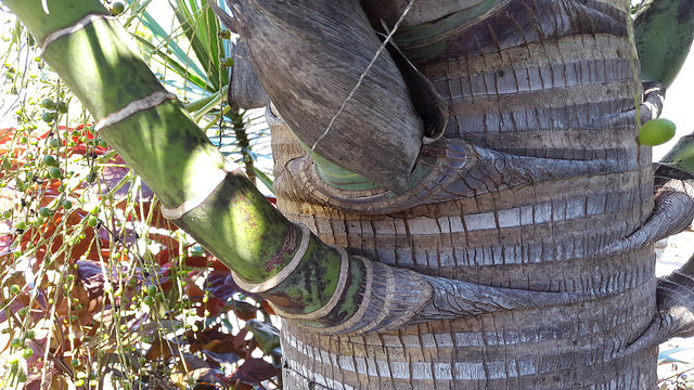 Ptychosperma elegans