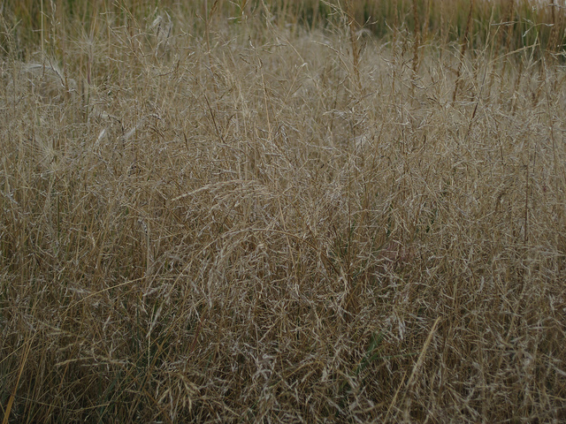 Glycérie à épillets espacés (Puccinellia distans)