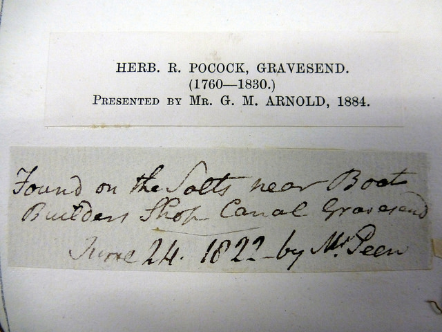 Glycérie maritime (Puccinellia maritima)