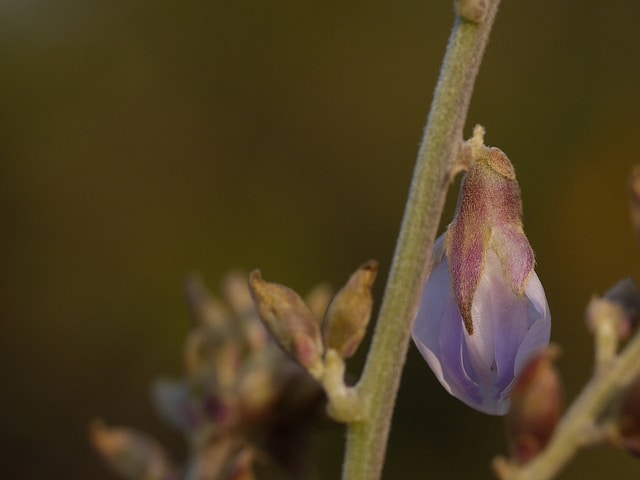 Pueraria tuberosa
