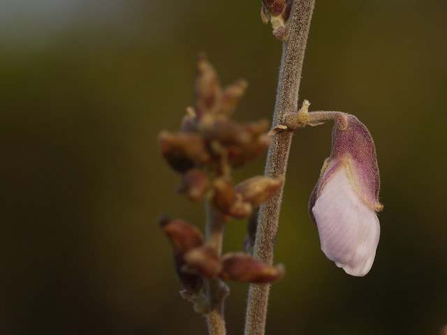 Pueraria tuberosa