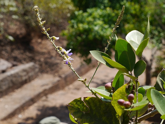 Pueraria tuberosa