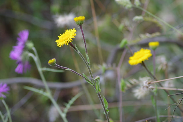 Pulicaire odorante