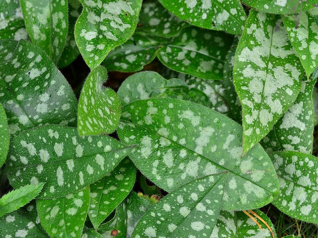 Pulmonaire semblable (Pulmonaria affinis)