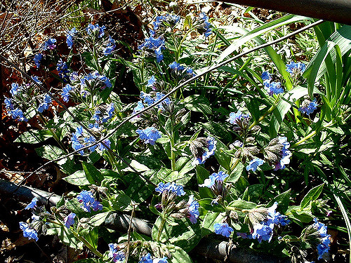 Pulmonaire à feuilles longues