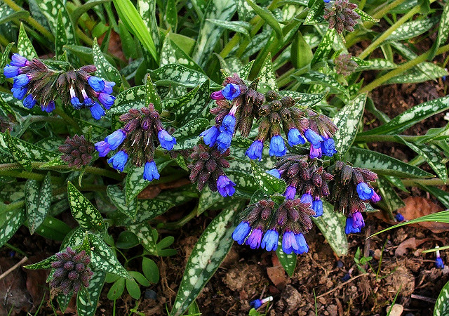 Pulmonaire à feuilles longues