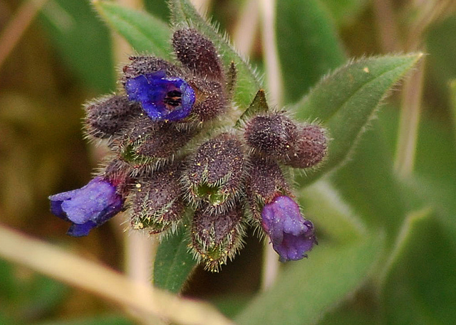 Pulmonaire à feuilles longues (Pulmonaria longifolia)