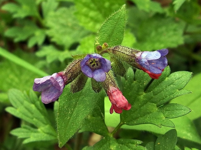 Pulmonaire à fleurs sombres