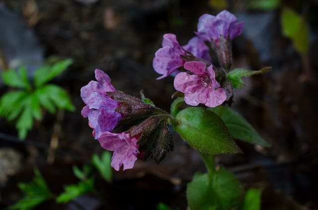 Pulmonaire à fleurs sombres