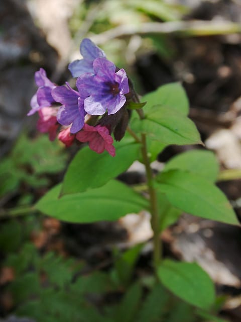 Pulmonaire à fleurs sombres