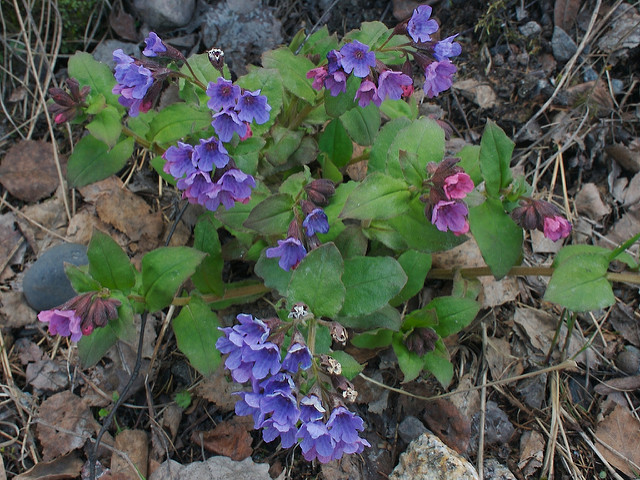 Pulmonaire à fleurs sombres