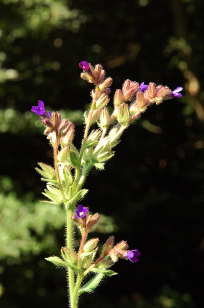Pulmonaire à fleurs sombres