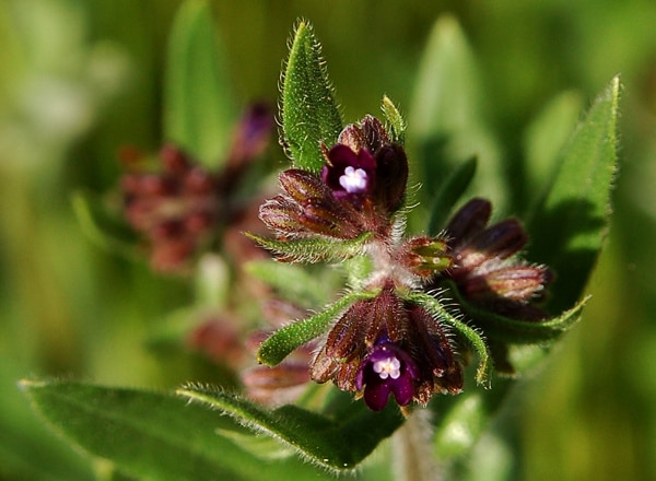 Pulmonaire à fleurs sombres (Pulmonaria obscura)