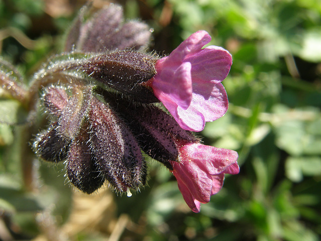 Pulmonaire officinale