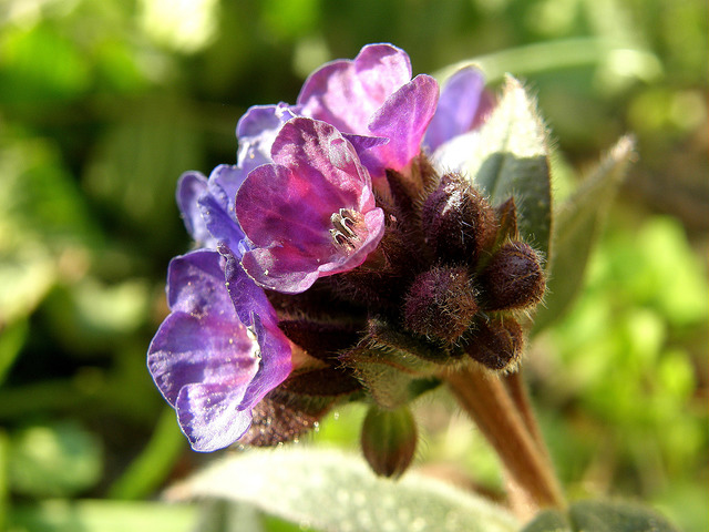 Pulmonaire officinale