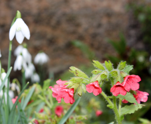 Pulmonaire officinale