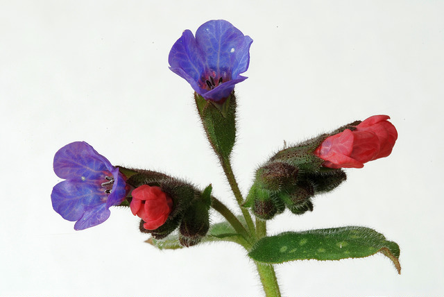 Pulmonaire officinale