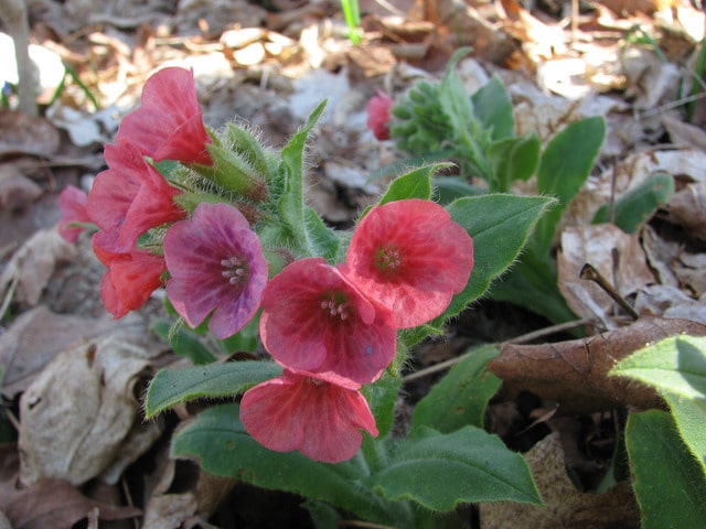 Pulmonaire