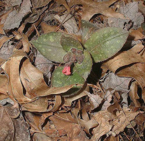 Pulmonaire