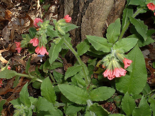 Pulmonaire