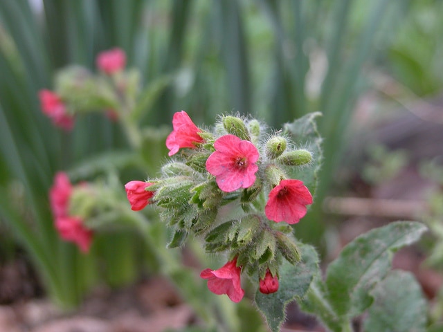 Pulmonaire (Pulmonaria rubra)